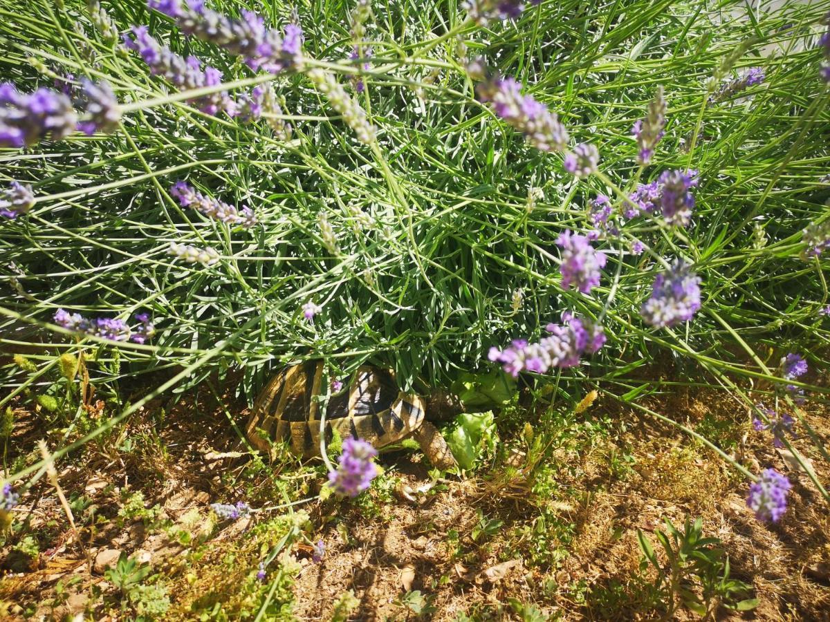 Oliva Vodice